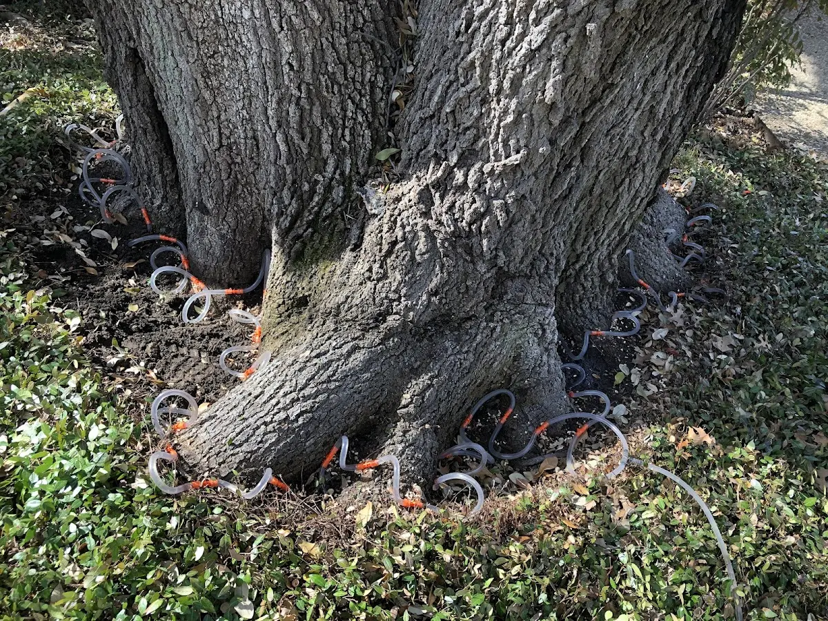 Detailed Tree Cabling and Bracing job site in Force