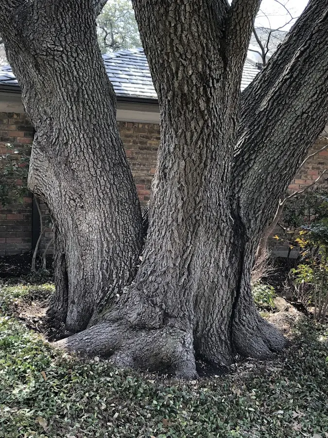 Mature heritage tree close to a Force property cared for by certified arborists
